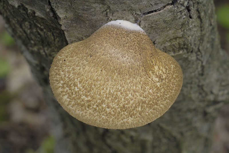 Crepidotus calolepis